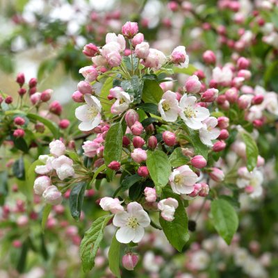 Malus × zumi Professor Sprenger