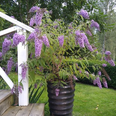 Buddleja davidii Wisteria Lane ®