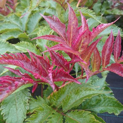 Sambucus nigra Serenade ®