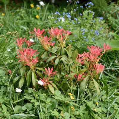 Pieris japonica (taiwanensis)