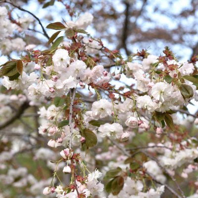 Prunus serrulata Shirofugen