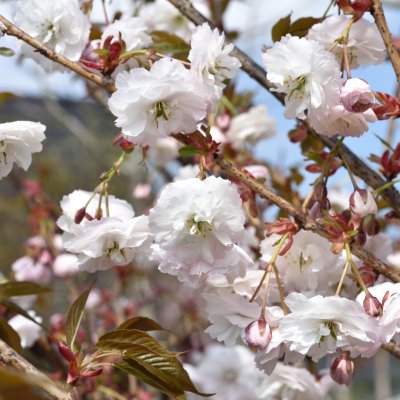 Prunus serrulata Shirofugen