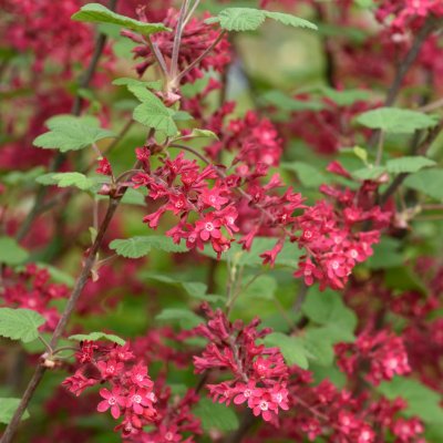 Ribes sanguineum Koja