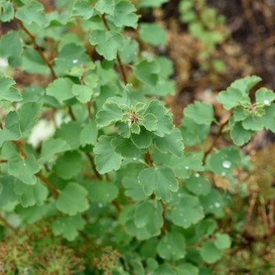Spiraea trilobata (triloba), Sibirisk Spirea