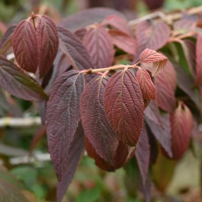 Viburnum plicatum f. tomentosum Mariesii, Japanskt Olvon
