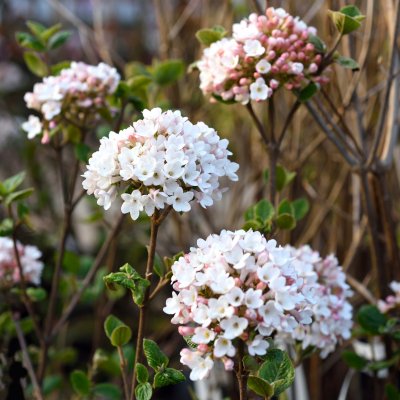 Viburnum x burkwoodii Anne Russell