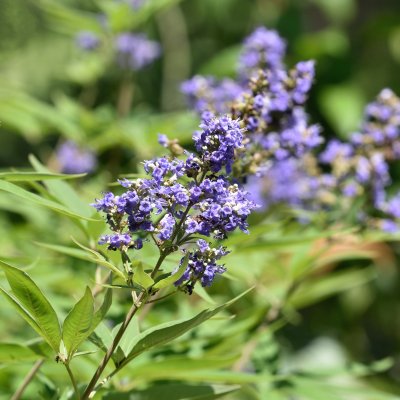 Vitex agnus-castus
