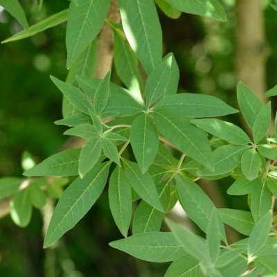 Vitex agnus-castus