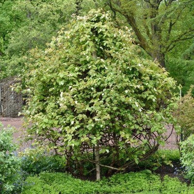 Actinidia kolomikta Oskar, Kameleontbuske, C2