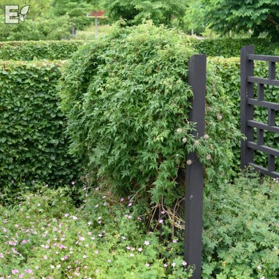 Clematis atragene Blue Tapers E