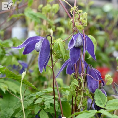 Clematis atragene Blue Tapers E