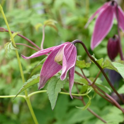 Clematis atragene Columella