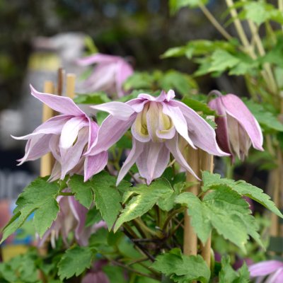 atragene Balsgård Linnea, Klematis, C2