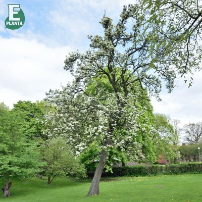 Päron, Clapp´s Favourite E, stam P. com 2-års