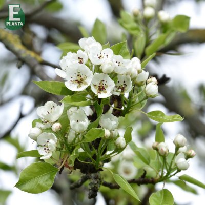 Päron, Clapp´s Favourite E, stam P. com 2-års