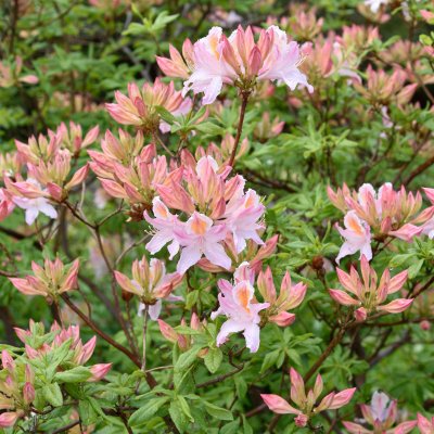 Rhododendron Knap Hill Irene Koster