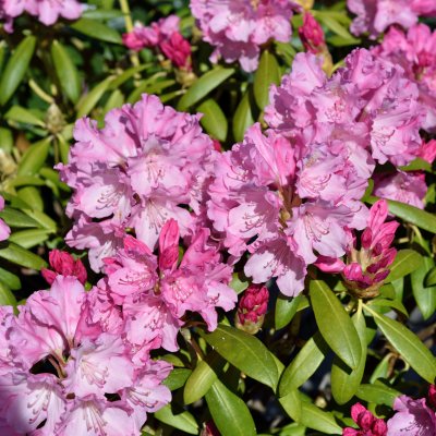 Rhododendron yak. Kalinka, Rododendron