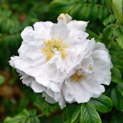 rugosa Henry Hudson, Kanadensisk Buskros