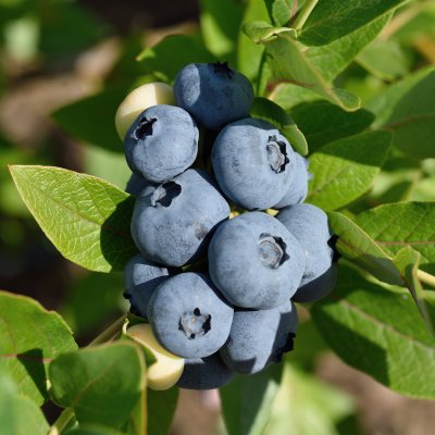 Vaccinium corymbosum Patriot, Amerikansk Blåbär