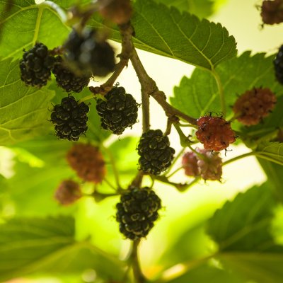 Morus nigra Mulle, Svart Mullbär