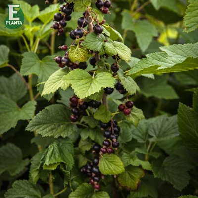 Ribes nigrum Narve Viking ® E, Svarta Vinbär, busk C3,5