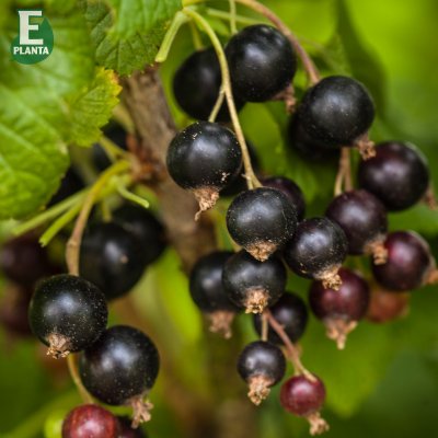 Ribes nigrum Narve Viking ® E, Svarta Vinbär, busk C3,5