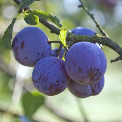 Plommon, Reine Claude d´Althan E, stam P. cer 2-års