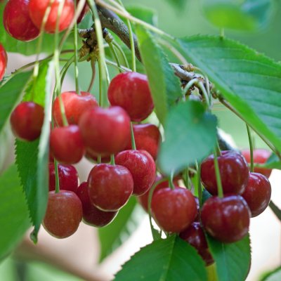 Prunus avium Regina