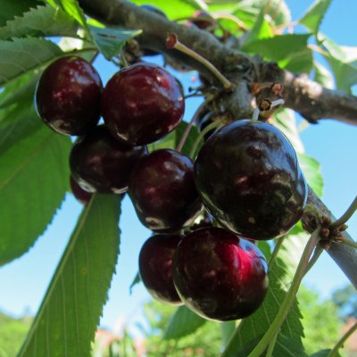 Prunus avium Regina