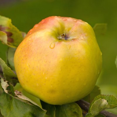 Vinteräpple, Signe Tillisch, stam A2 2 års co