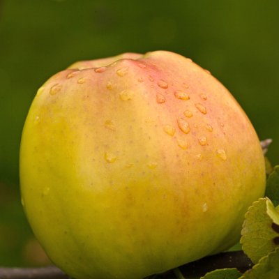 Vinteräpple, Signe Tillisch, stam A2 2 års co