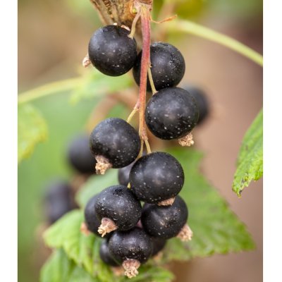 Ribes nigrum Öjebyn, Svarta Vinbär