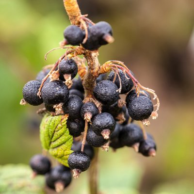 Ribes nigrum Öjebyn, Svarta Vinbär