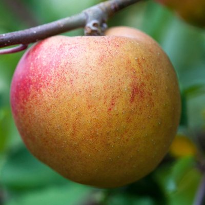 Vinteräpple, Belle de Boskoop E, stam A2 2 års co