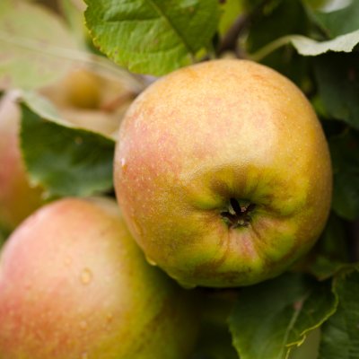 Vinteräpple, Belle de Boskoop E, stam A2 2 års co