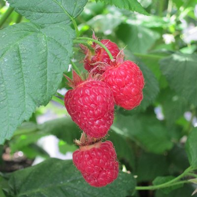 Rubus idaeus Bohème, Hösthallon, C3,5