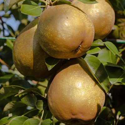 Päron, Carola E, stam P. com 2-års