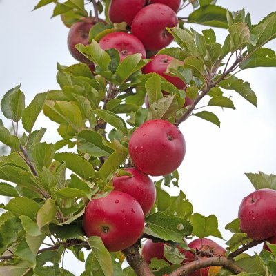 Höstäpple, Discovery E