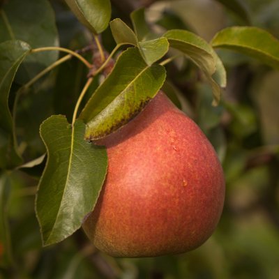 Päron, Doyenné du Comice E, stam P. com 2-års