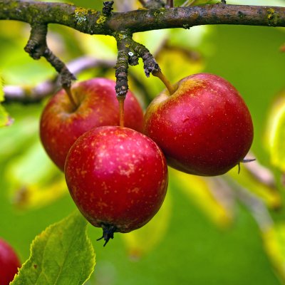 Vinteräpple, Eldrött Duväpple, stam A2 2 års co