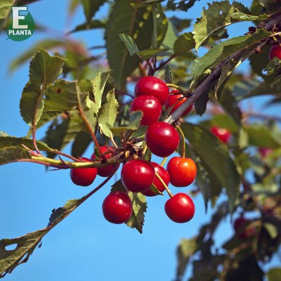 Surkörsbär, Fanal E (Heimanns Konservenweichsel), stam P.colt 2 års co