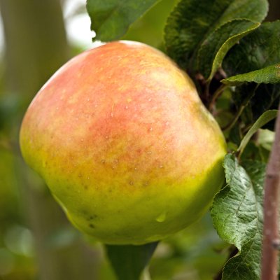 Malus domestica Filippa E
