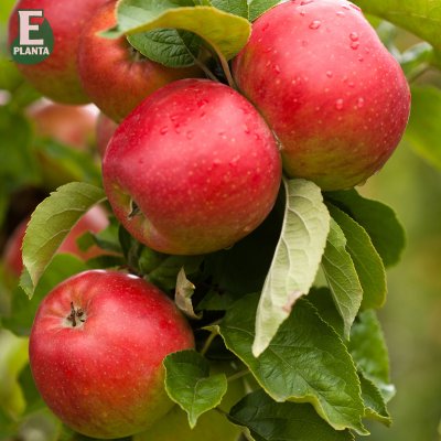 Vinteräpple, Folke ® E, stam A2 C10