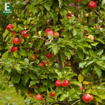 Vinteräpple, Folke ® E, stam A2 C10