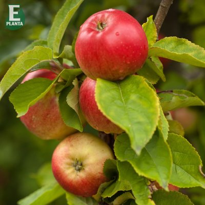 Vinteräpple, Folke ® E, stam A2 C10