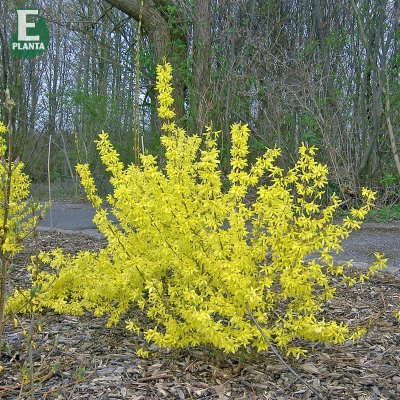 Forsythia x intermedia Freja E, Hybridforsythia, busk C3,5