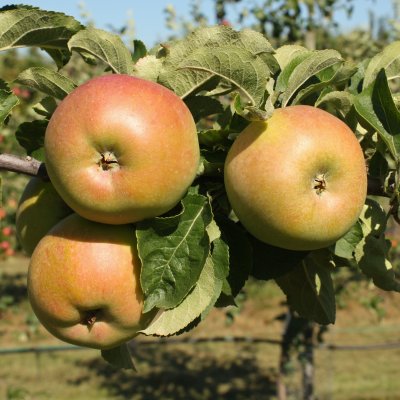 Höstäpple, Fredrik ® E, stam A2 C10