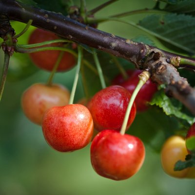Sötkörsbär/Bigarrå, Gårdebo E, Låg Stam, stam GiSelA C10