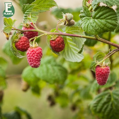 Rubus idaeus Laszka E, Hallon, C2
