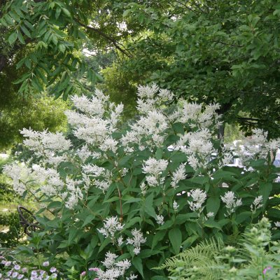 Aconogonon polymorpha, Finnslide, SQ2